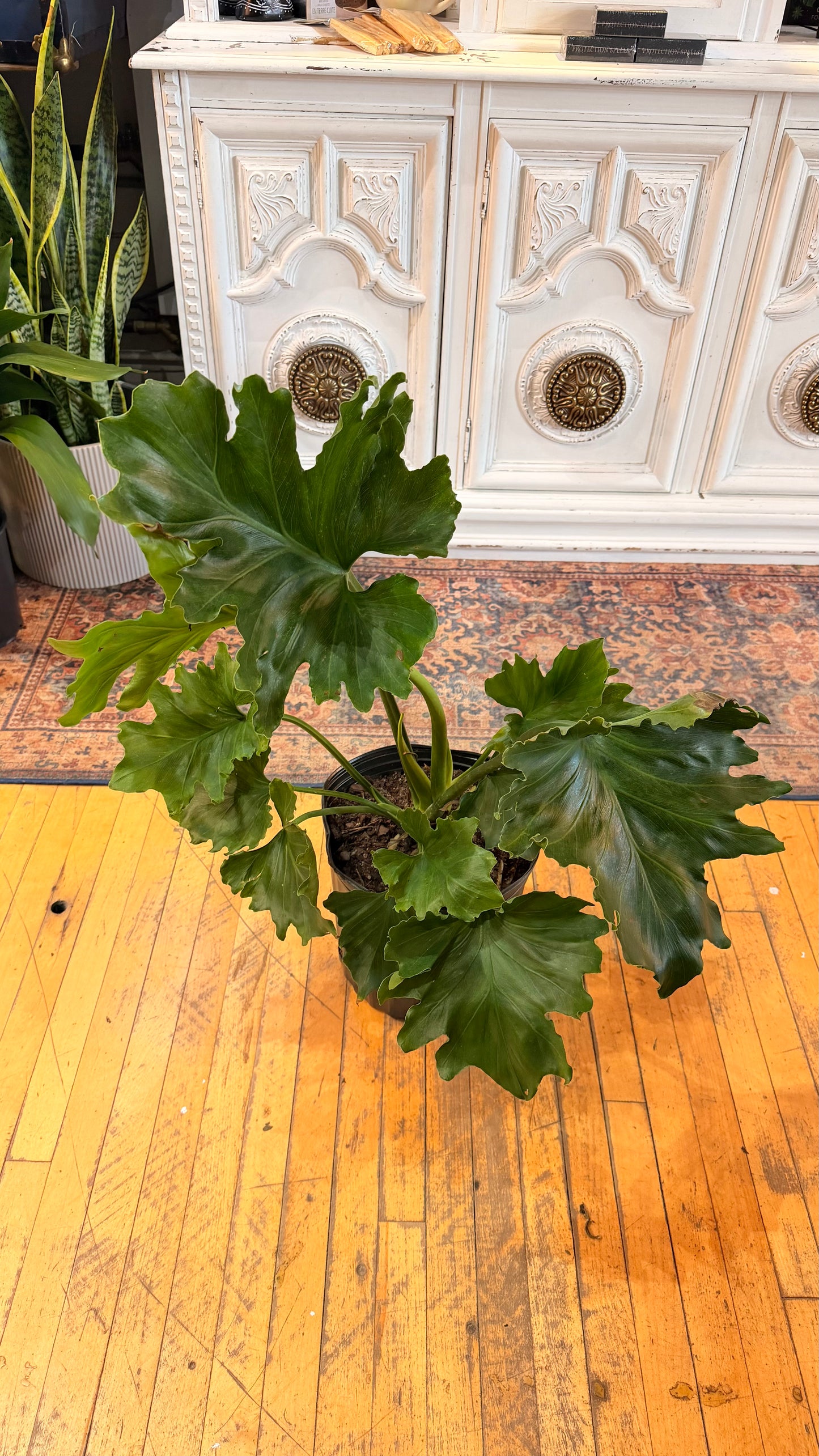 10” Philodendron Hope