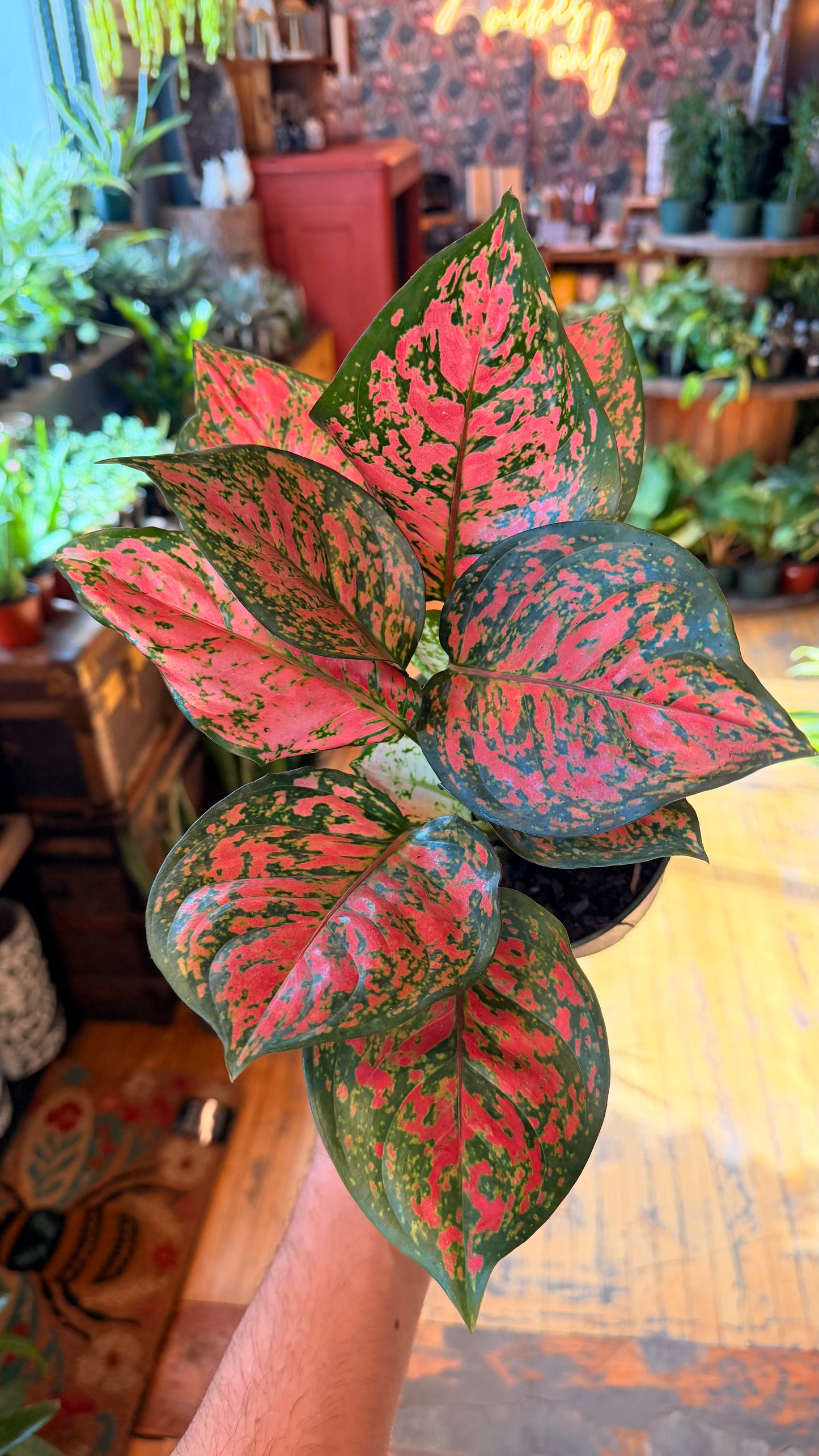 6” Very Red Aglaonema