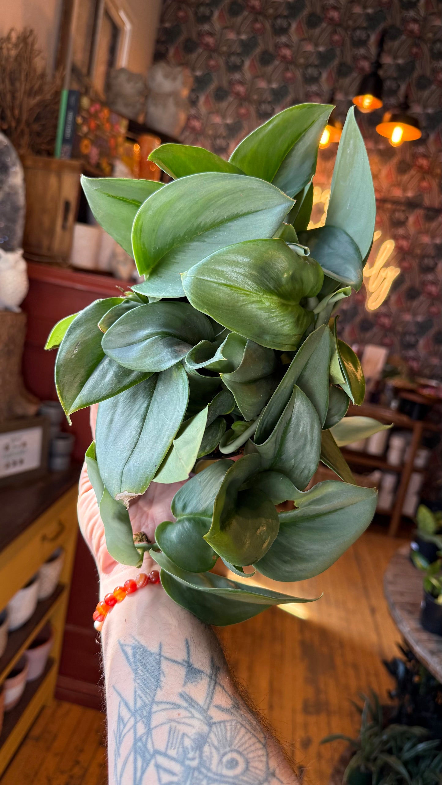 6” Scindapsus Treubii 'Moonlight