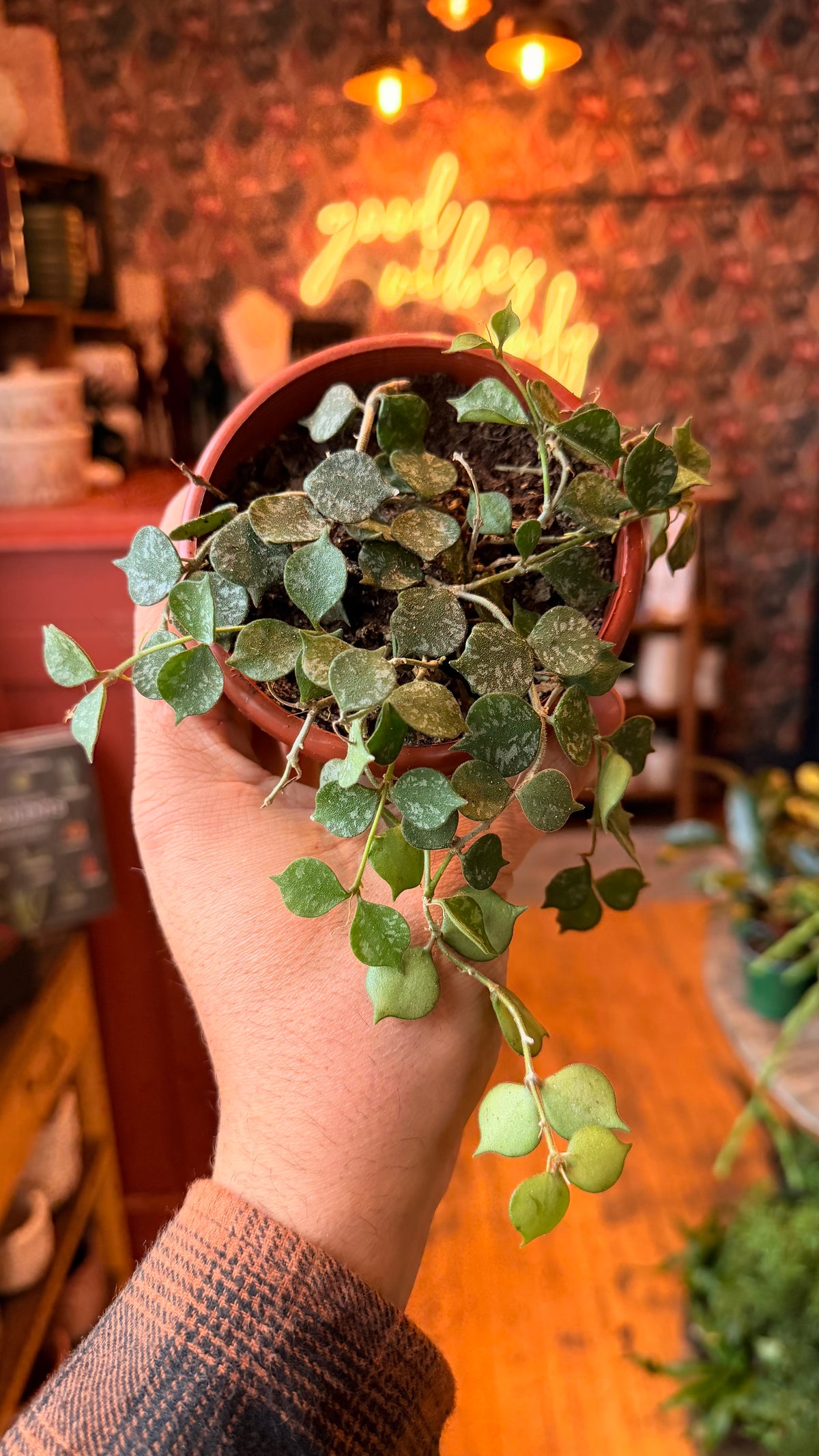 4” Hoya Curtsii