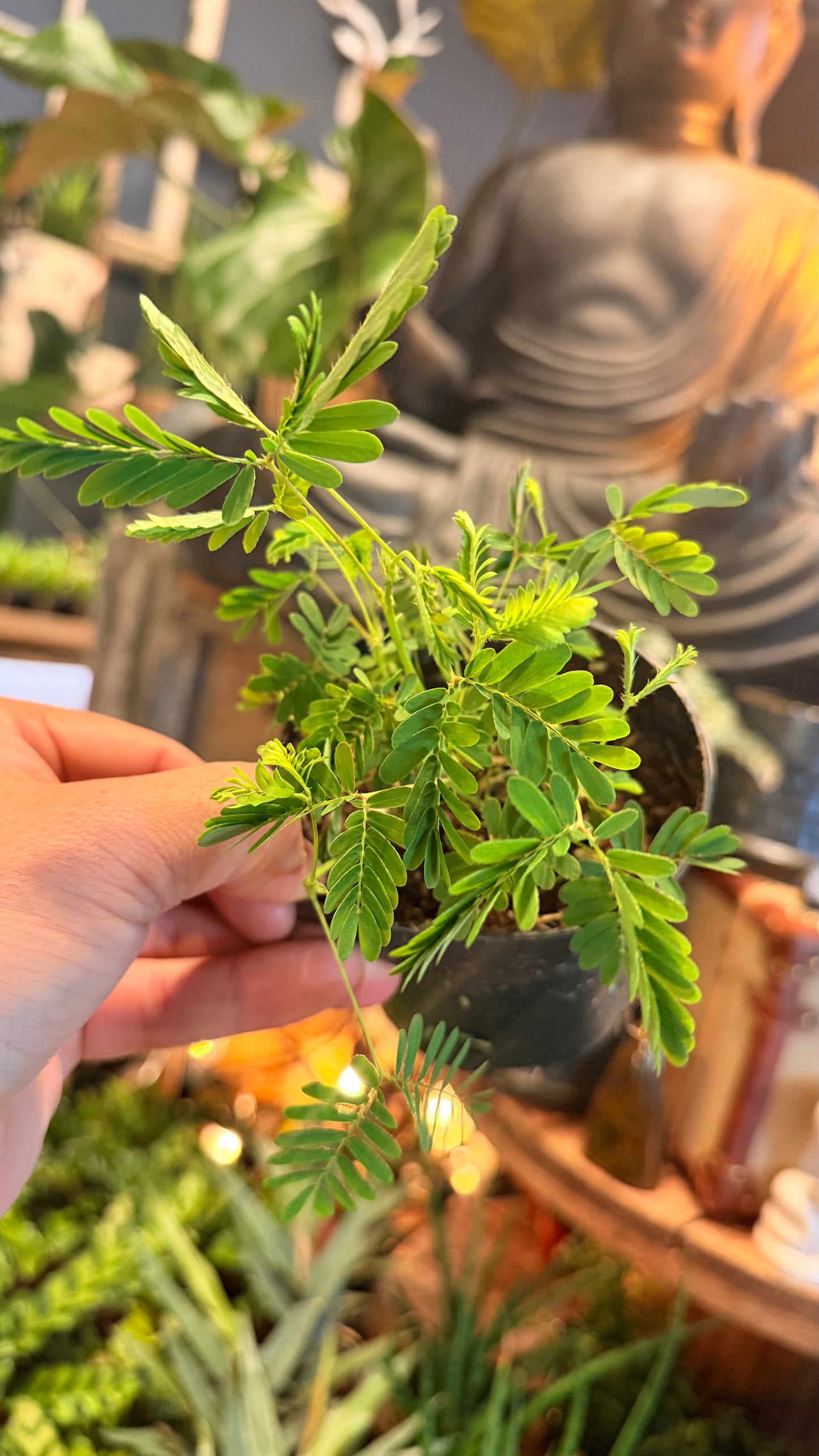 4” Sensitive Plant Aka Mimosa