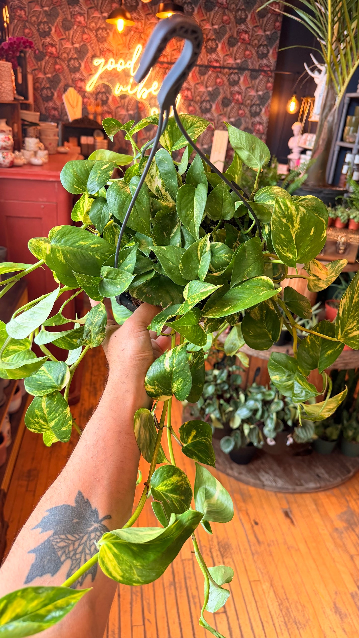 10” Golden Pothos