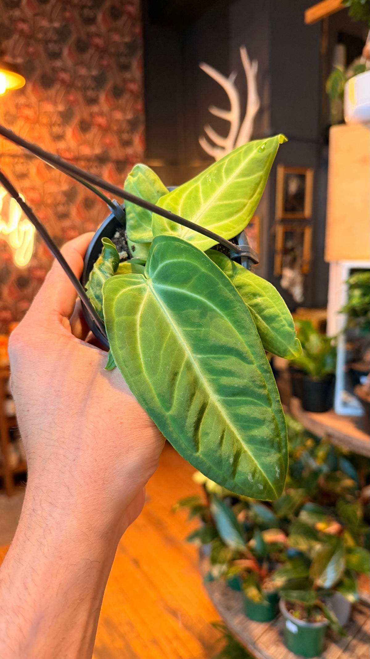 4.5” Anthurium Villenaorum