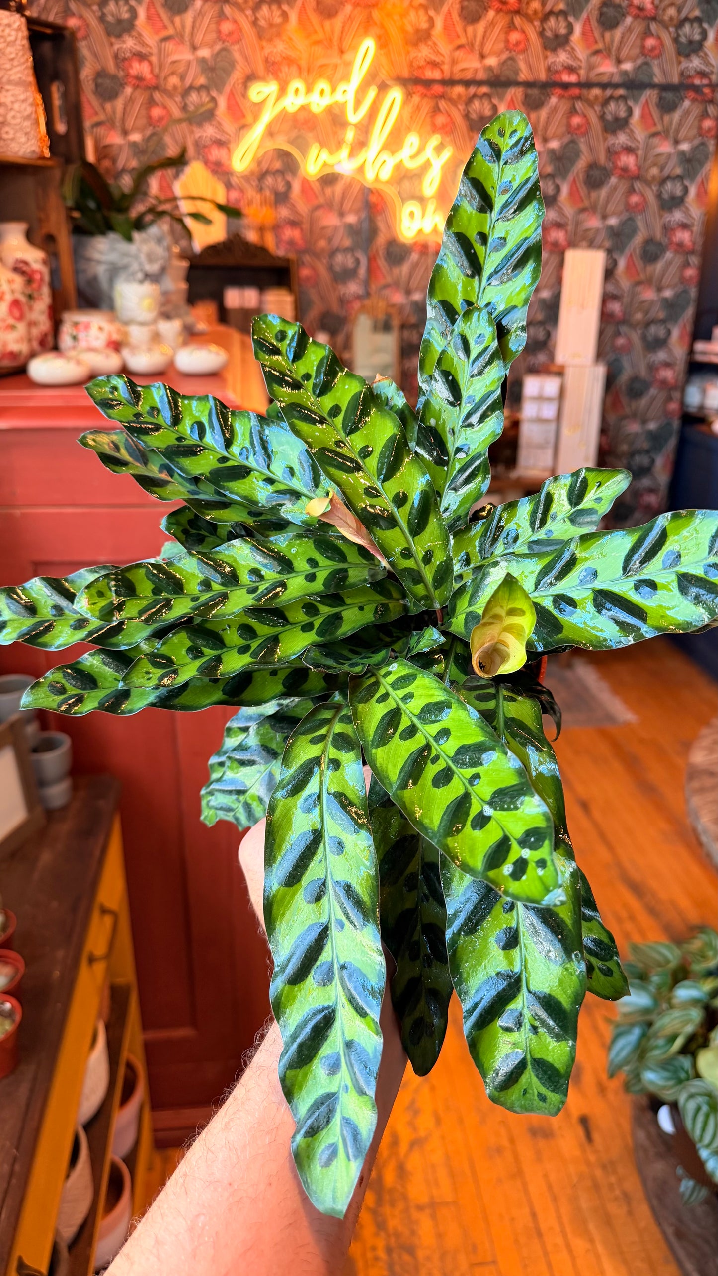 6” Calathea Rattlesnake
