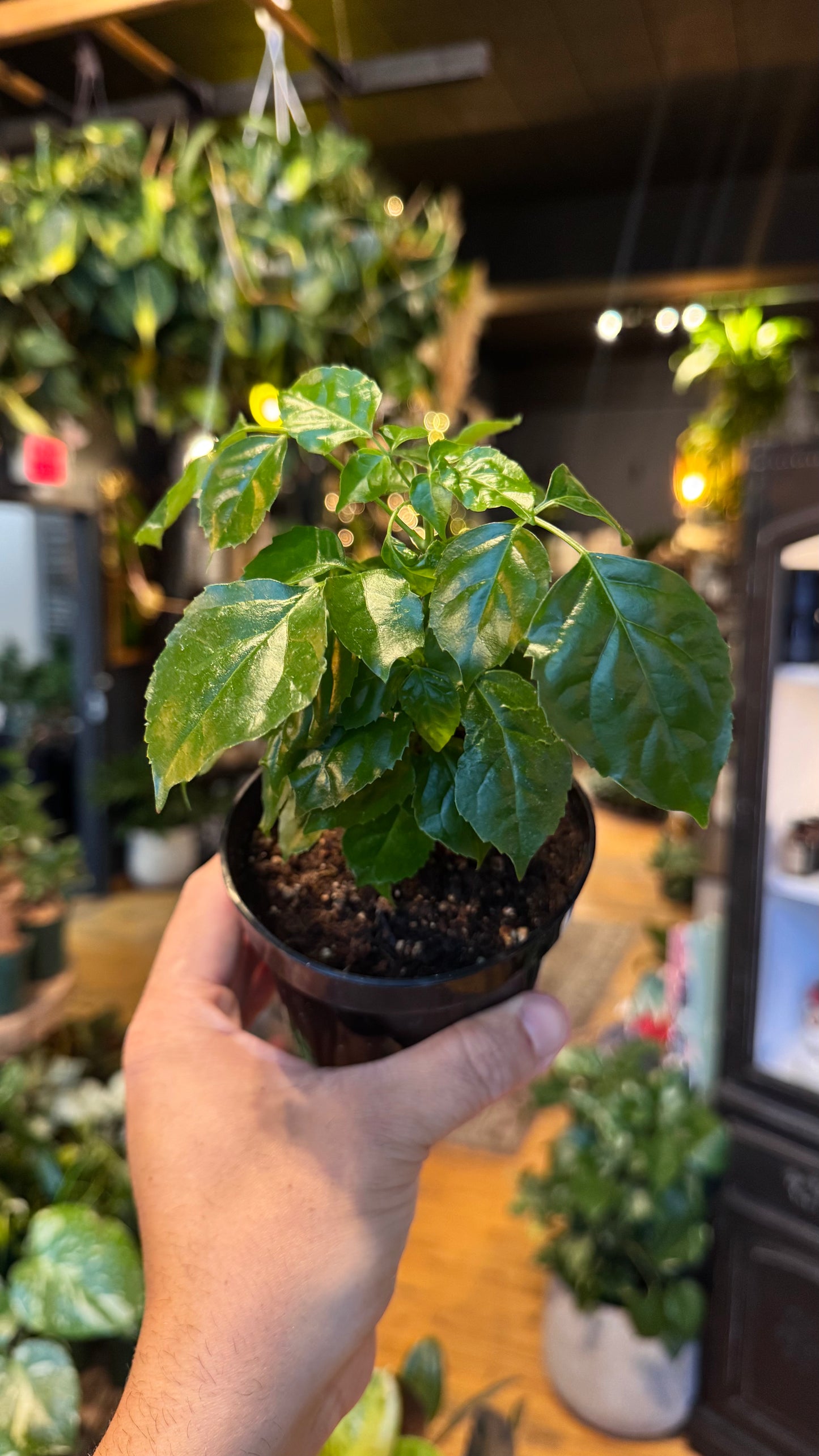 4” Coffee Plant