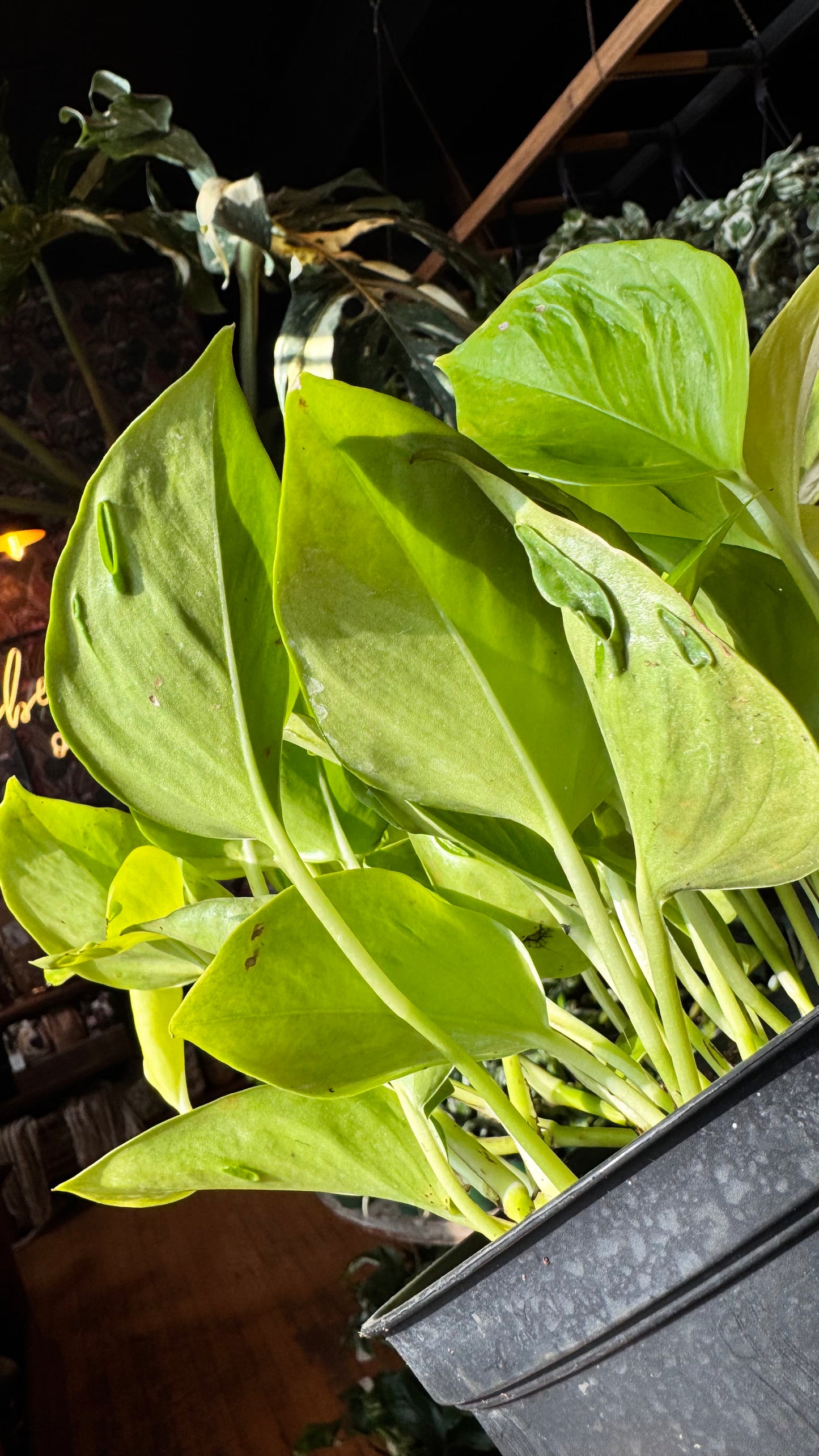 6” Champs Élysées Epipremnum