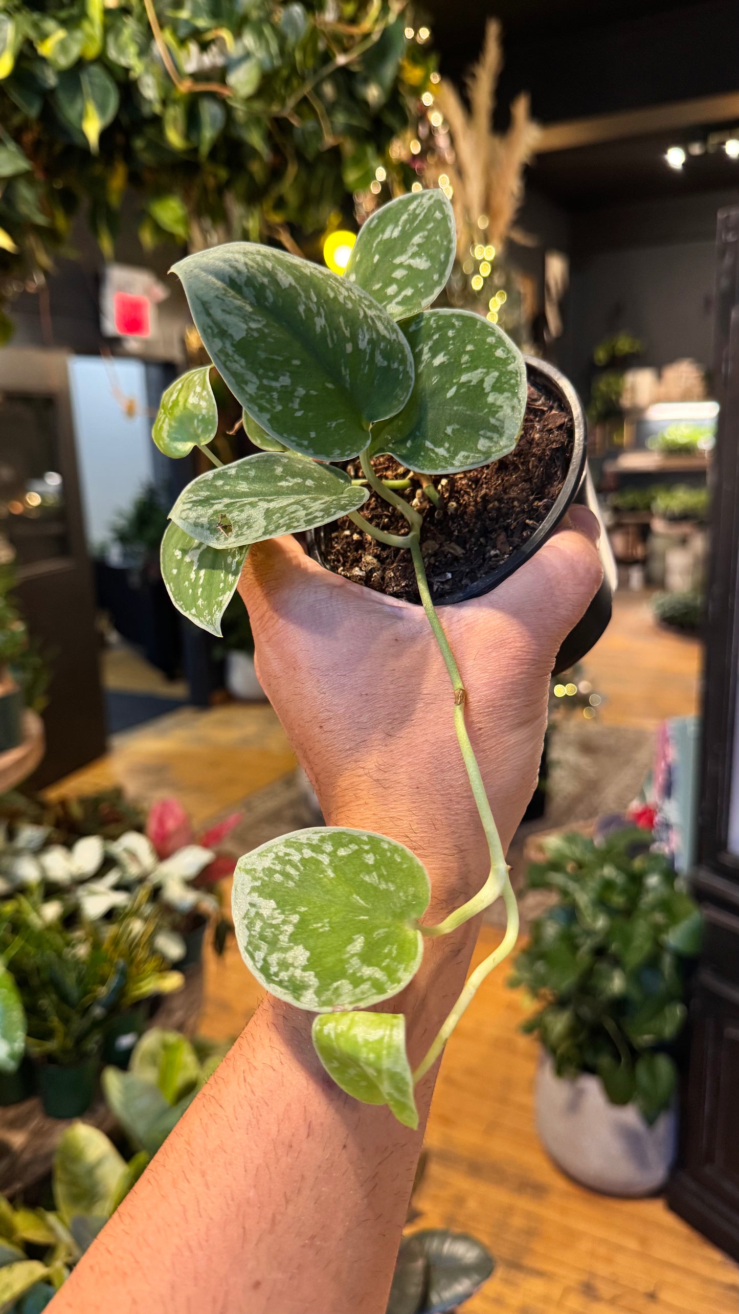 4” Silvery Ann Scindapsus