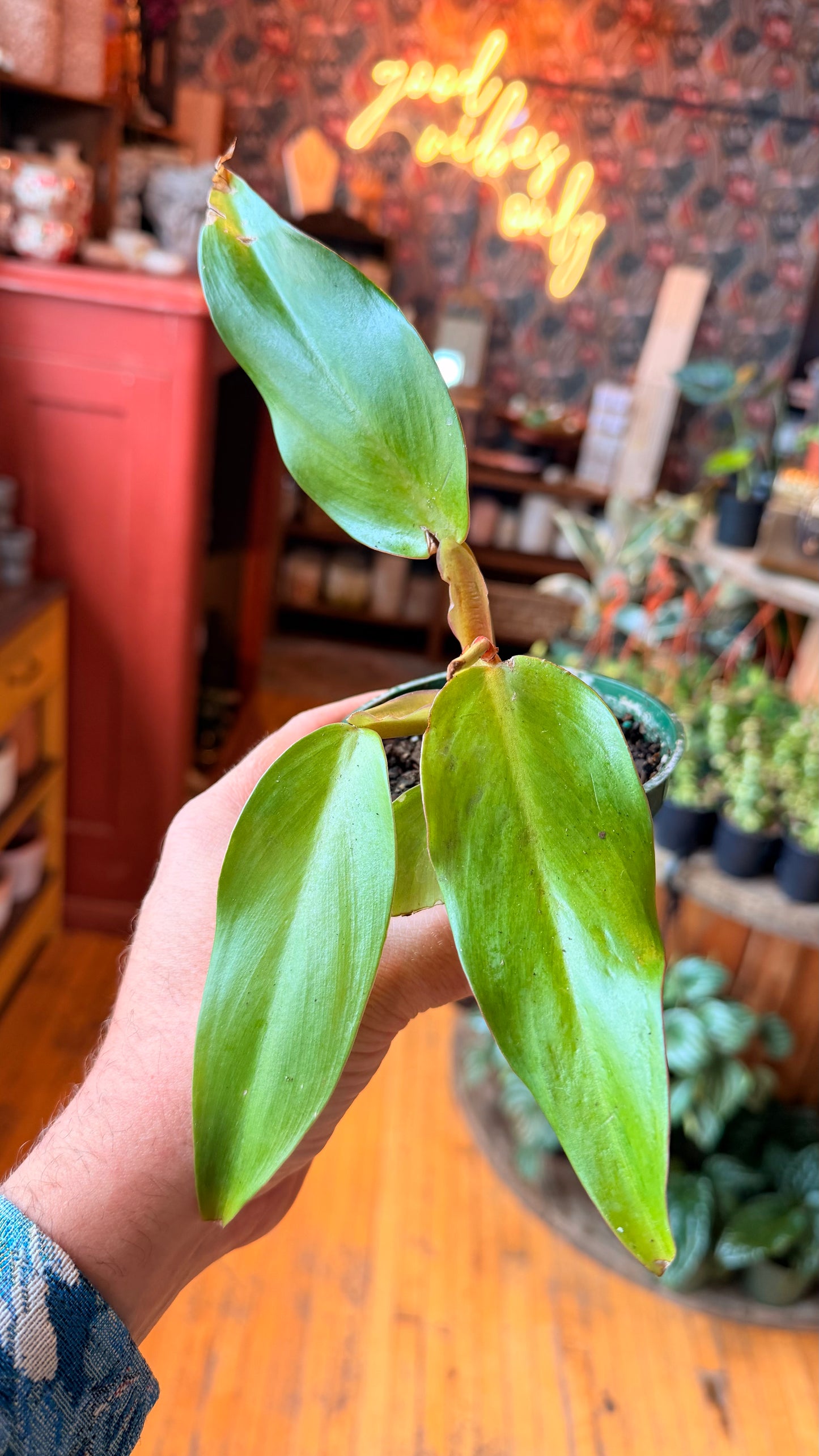 4” Orange Marmalade Philodendron