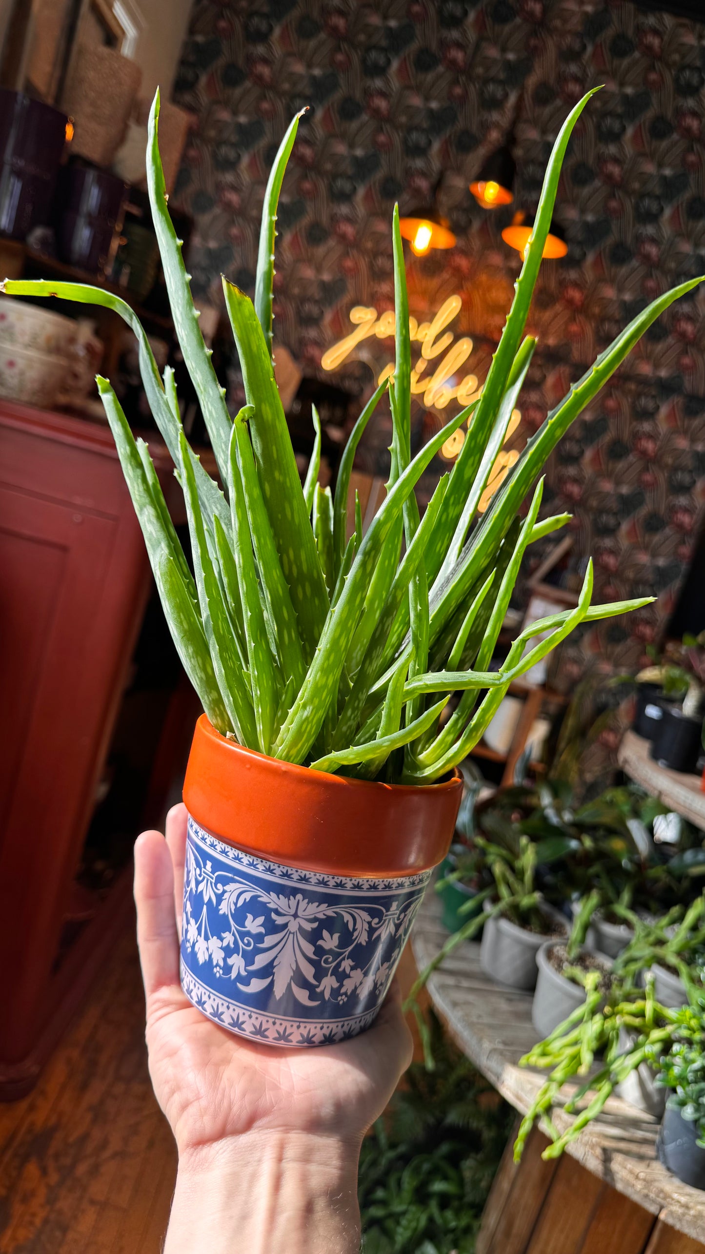 4” Aloe Vera with Planter