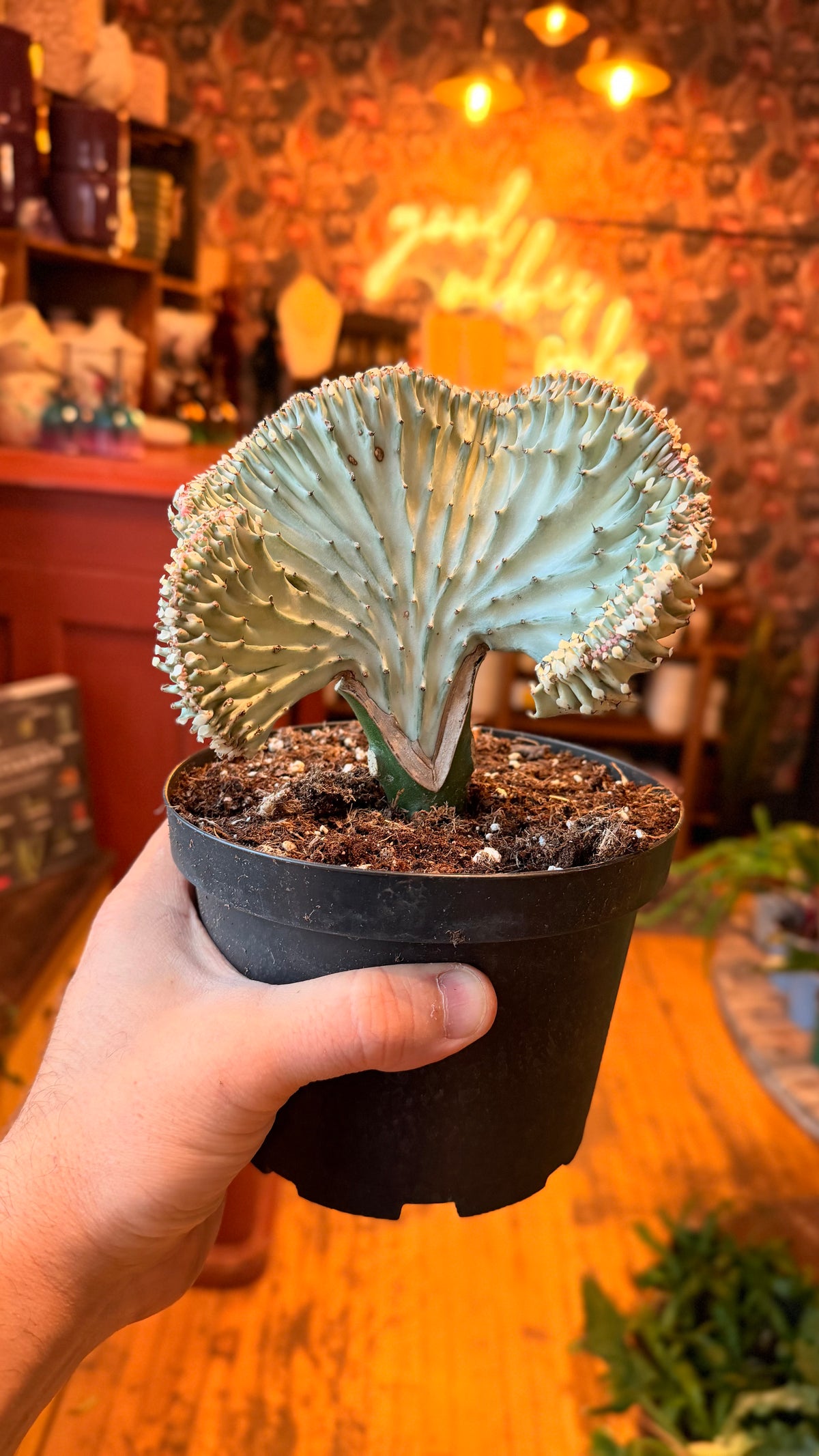 6” Coral Cactus - Euphorbia Lactea Variegated