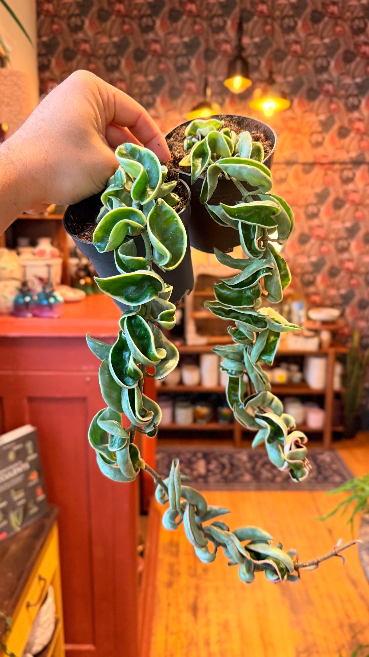 4” Variegated Hindu Rope Hoya