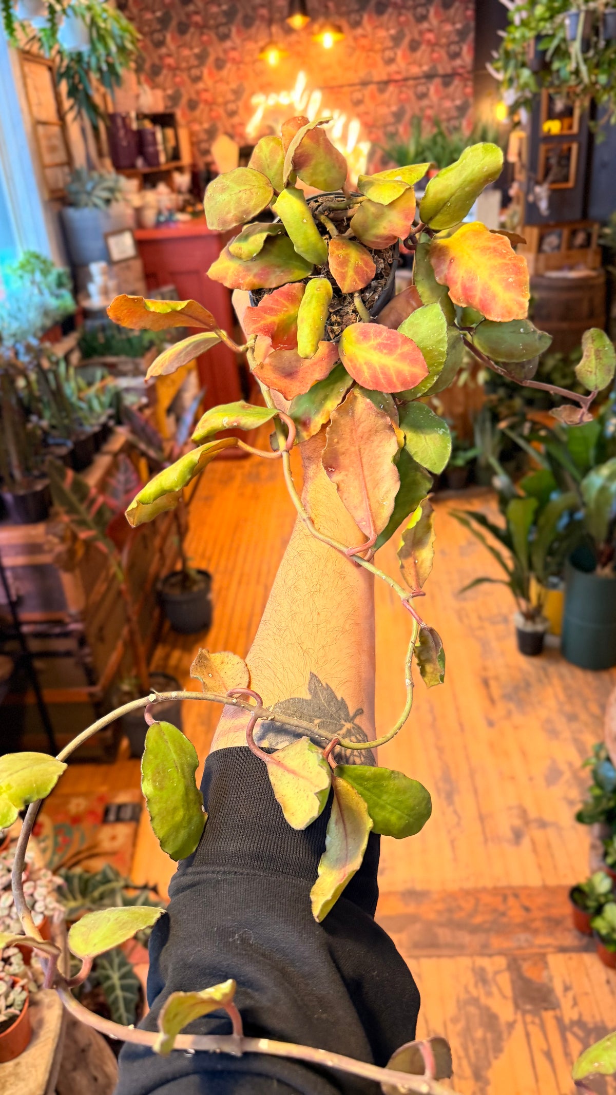 4.5” Hoya Waymania Borno