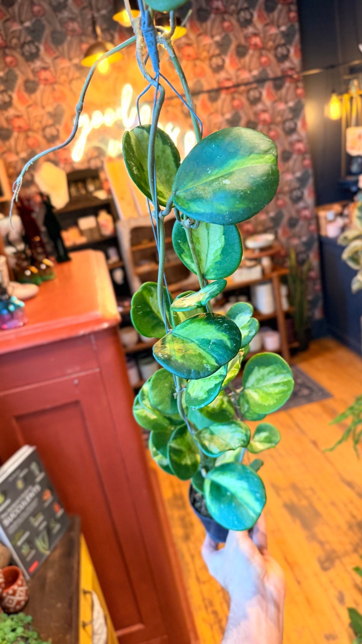 Hoya Obovata Inner Variegation XL