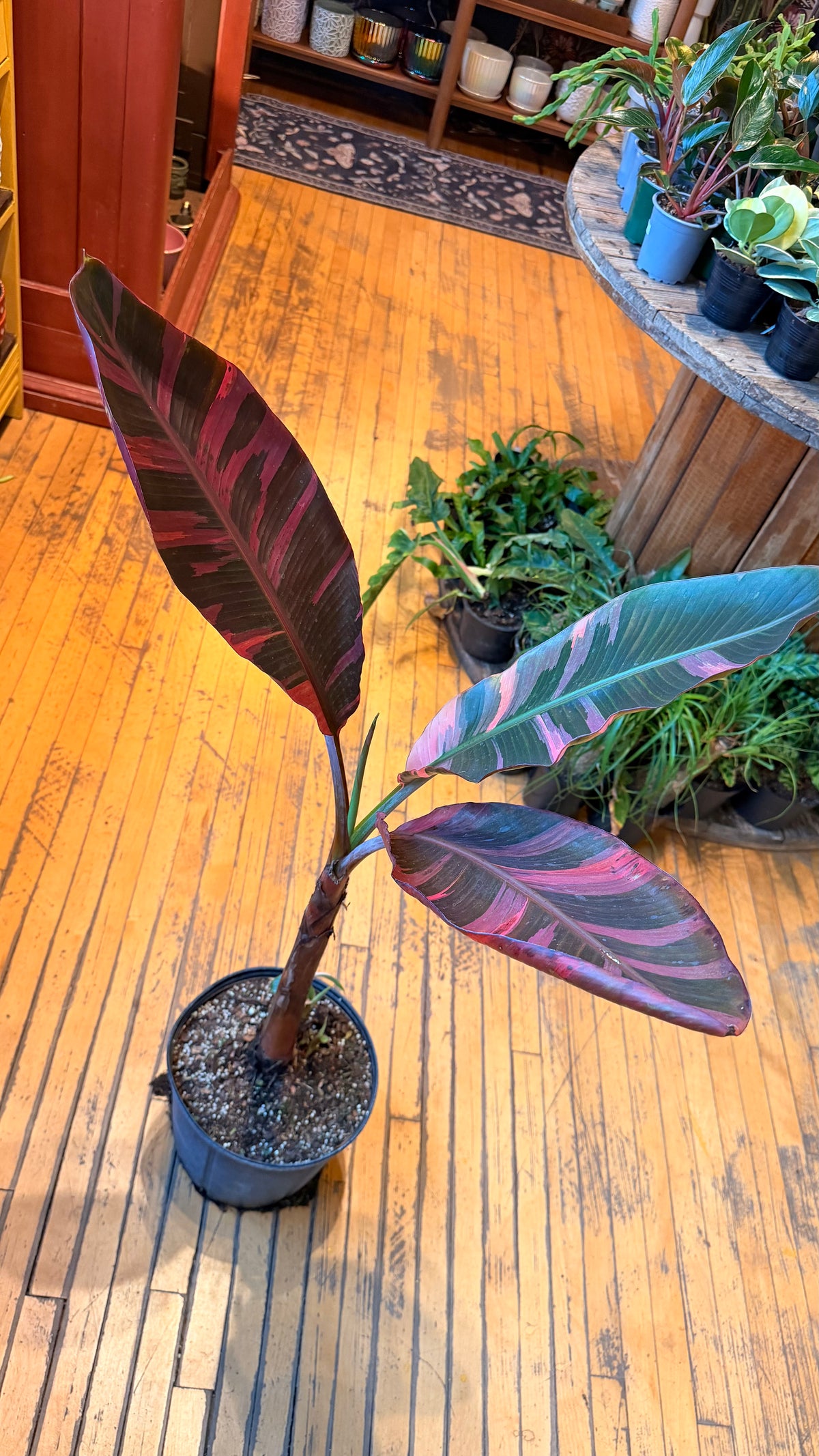 10” Variegated NoNo Pink Banana Plant