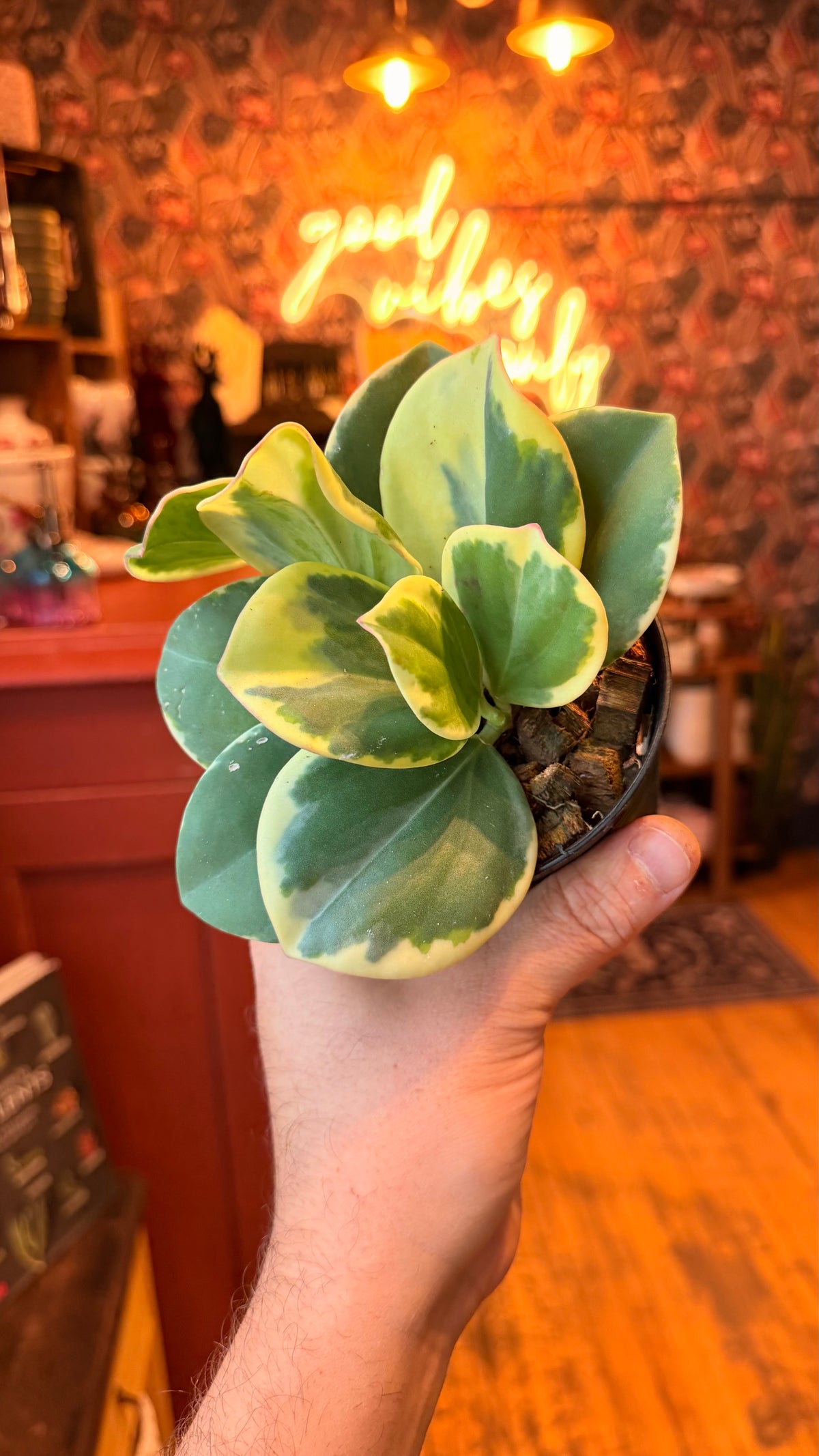 4” Pachyclada Variegated
