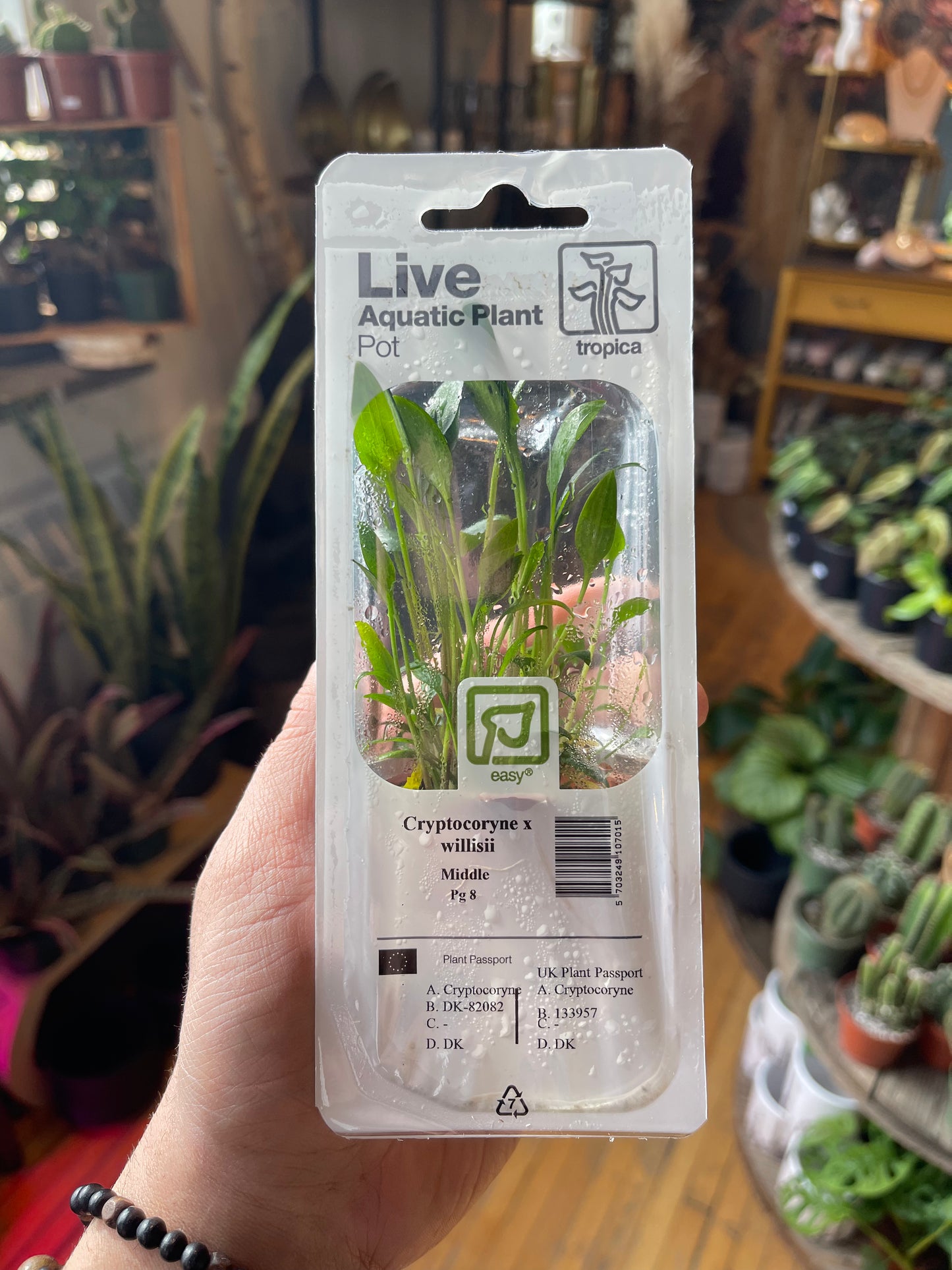 Cryptocoryne X Willisii