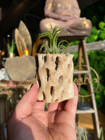 Cholla Wood Small - Airplant Holder