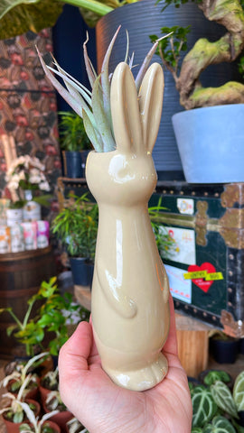 Bunny Airplant Holder
