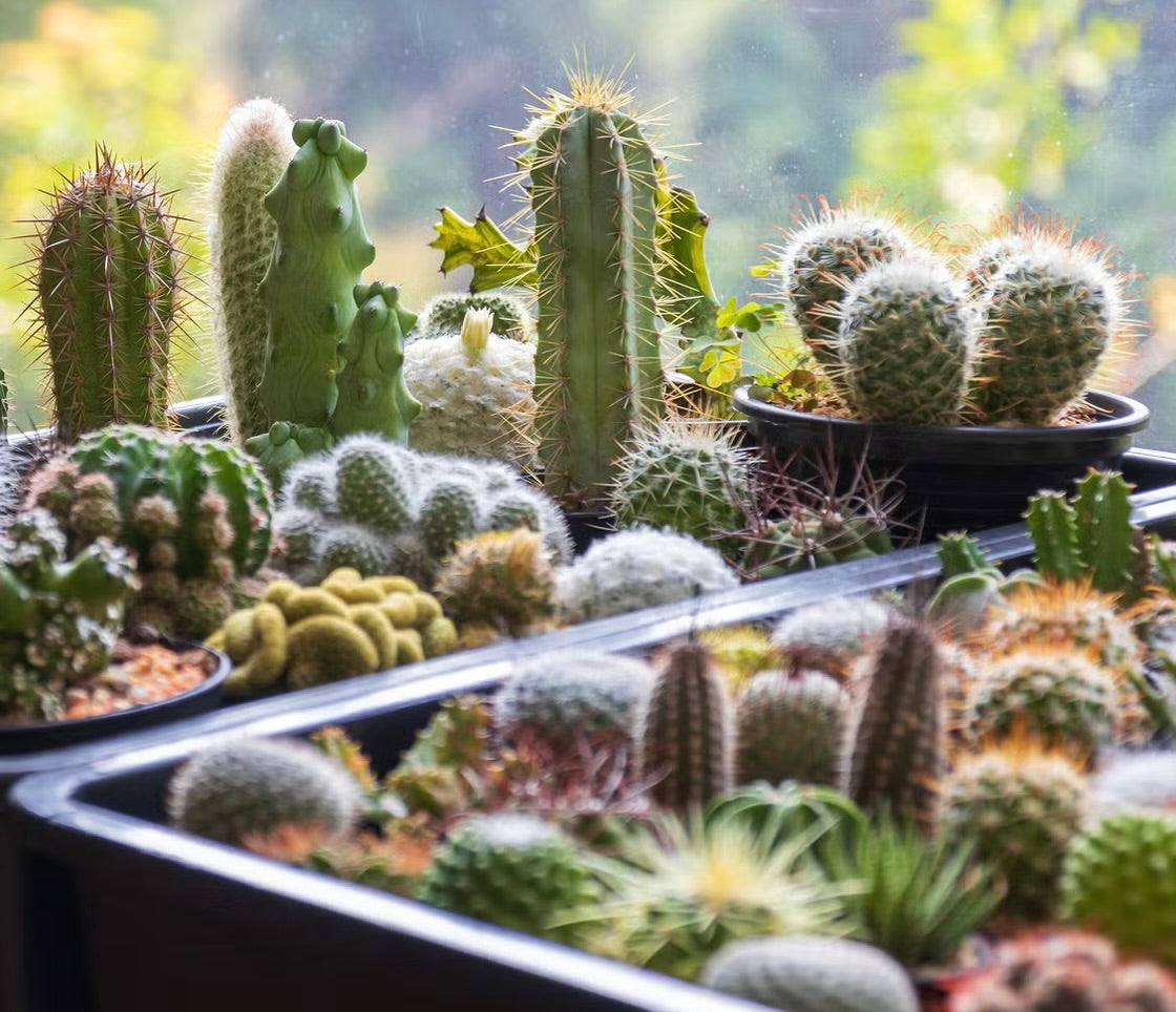 Cactus and Succulents