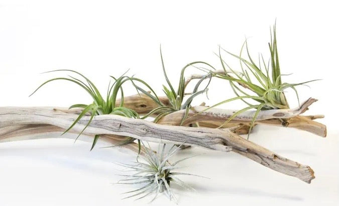 Air Plants