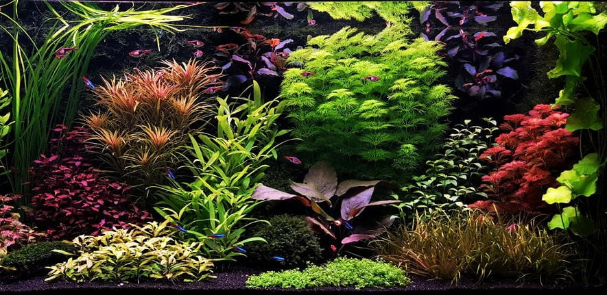 Aquatic Plants