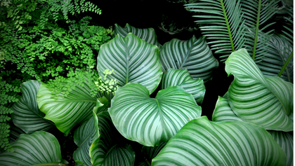 Tropical House Plants