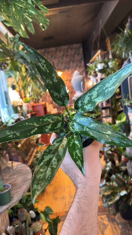 4” Aglaonema Maria