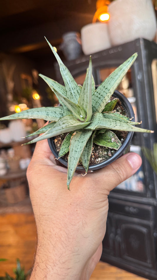 4” Spider Web White Snake Plant