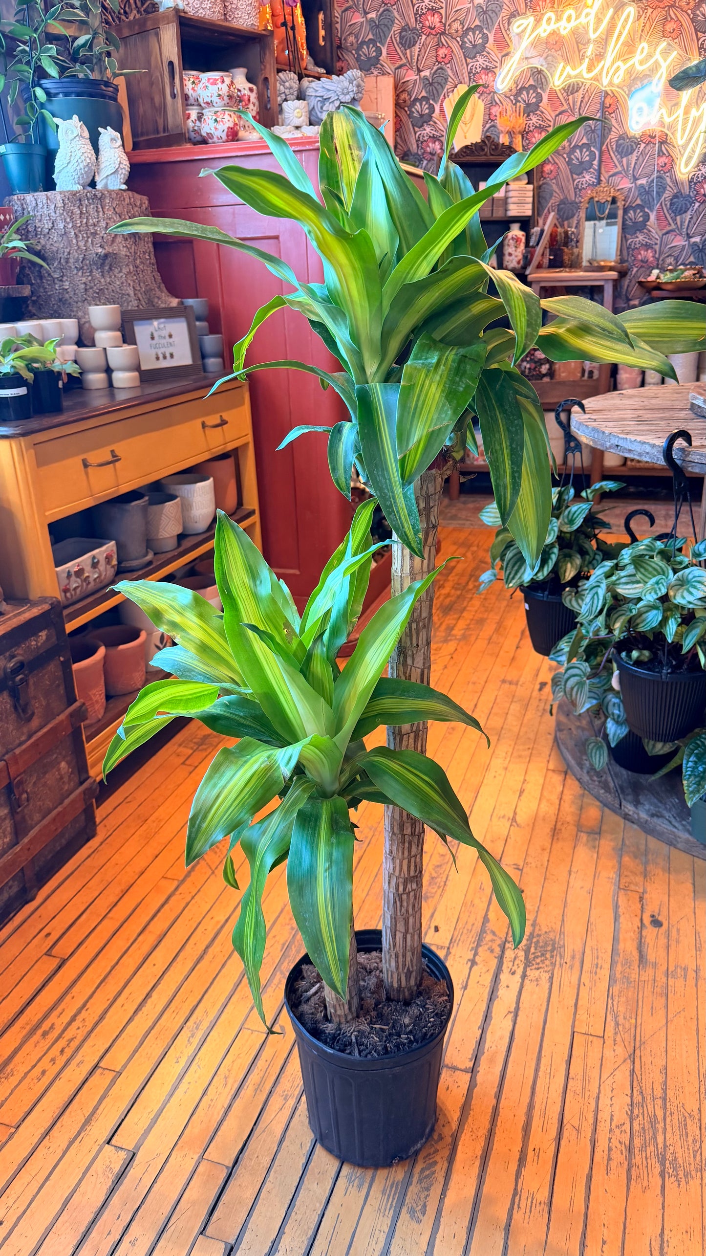 10” Dracaena Mass Cane