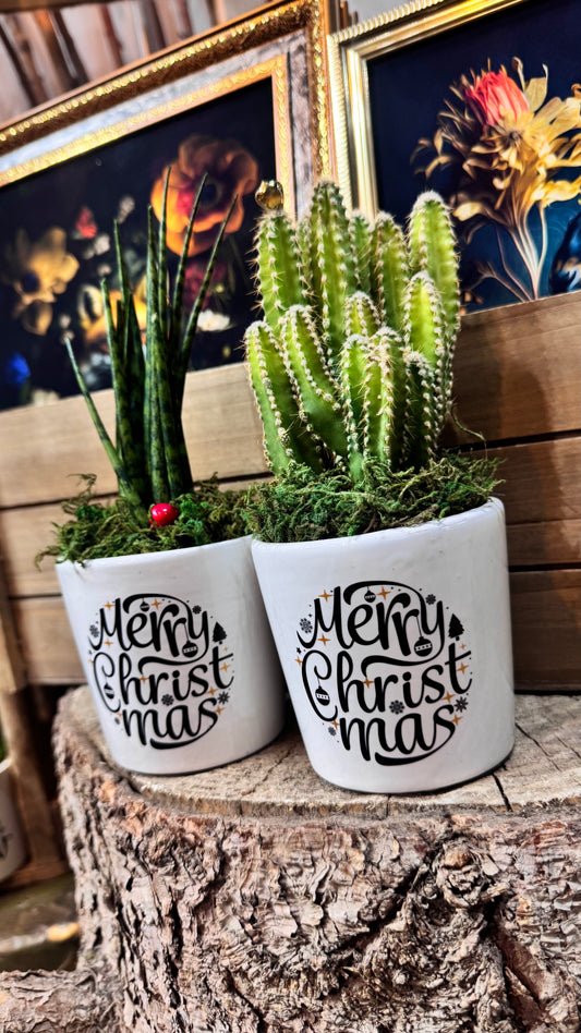 ‘Merry Christmas’ Plant Combo