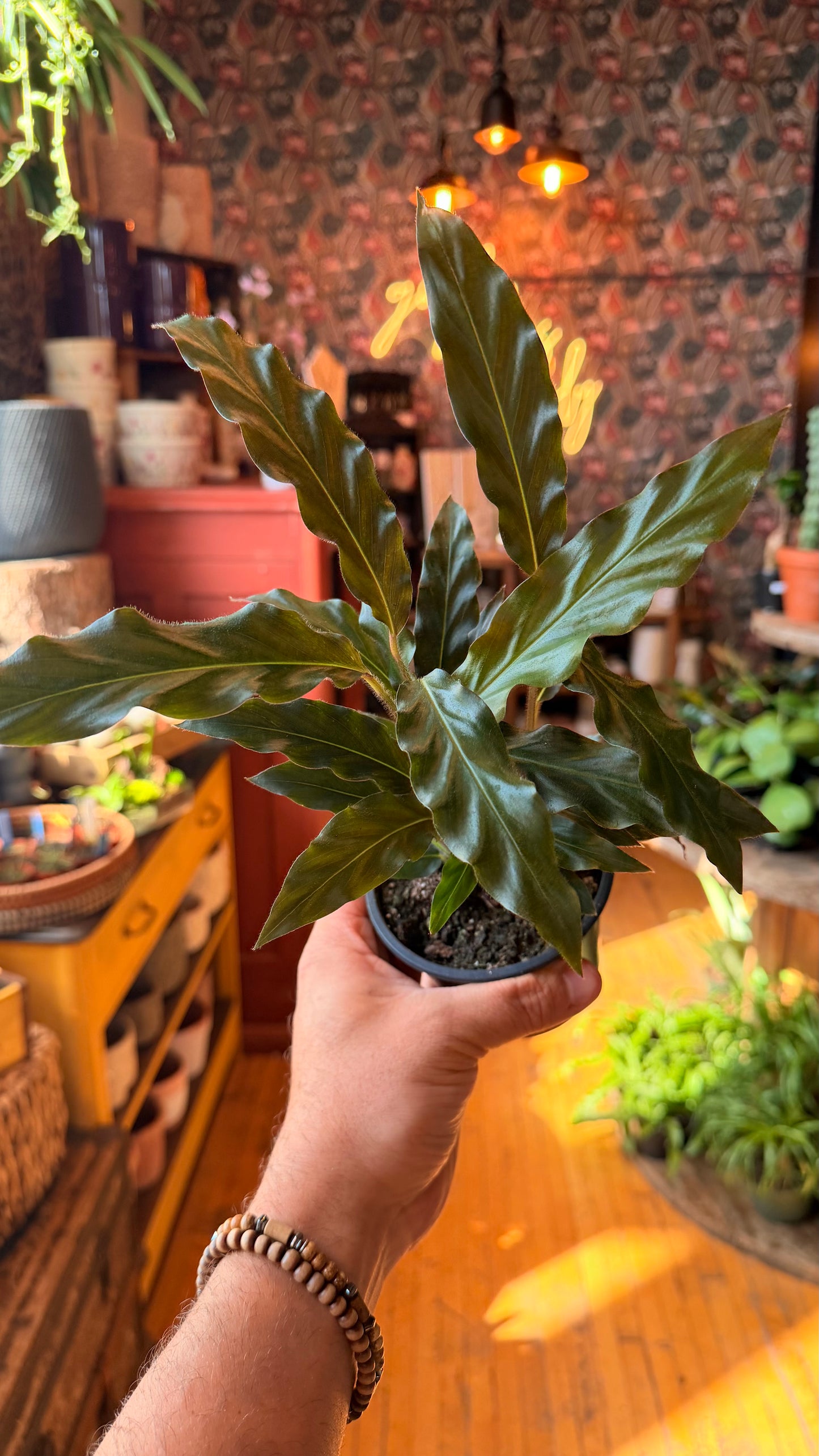 4” Calathea Furry Feather