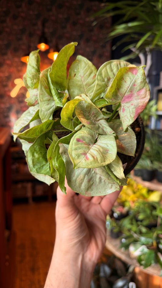 6” Syngonium Pink Confetti
