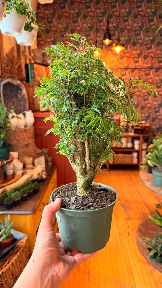 6” Aralia Ming Bonsai