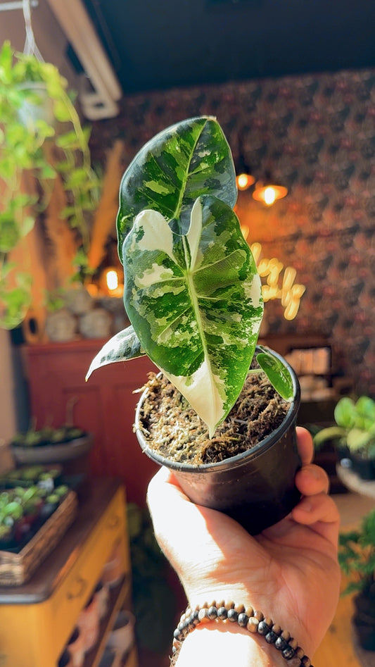 4” Alocasia Frydek Variegated