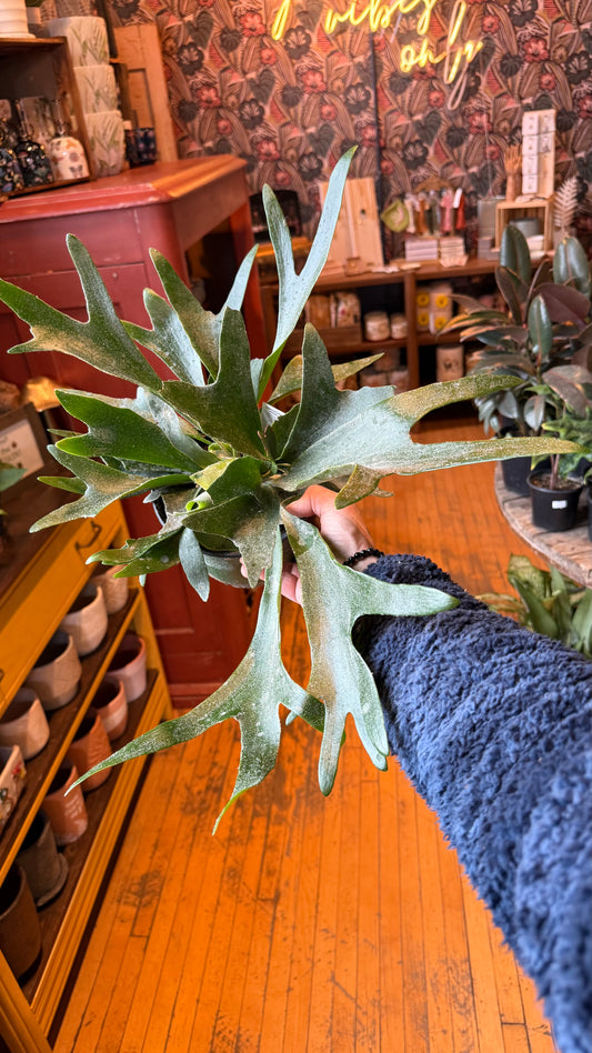 6” Staghorn Fern