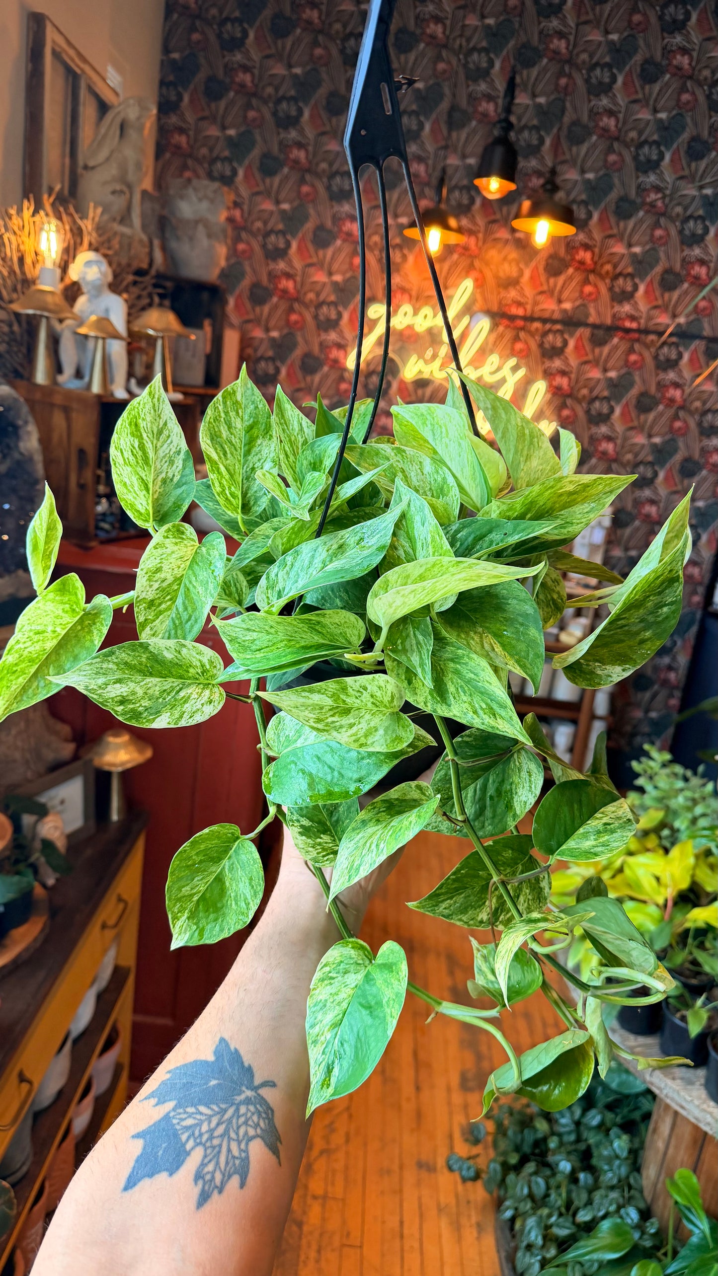 8” Marble Queen Pothos