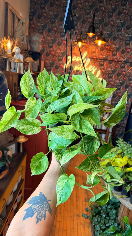 8” Marble Queen Pothos