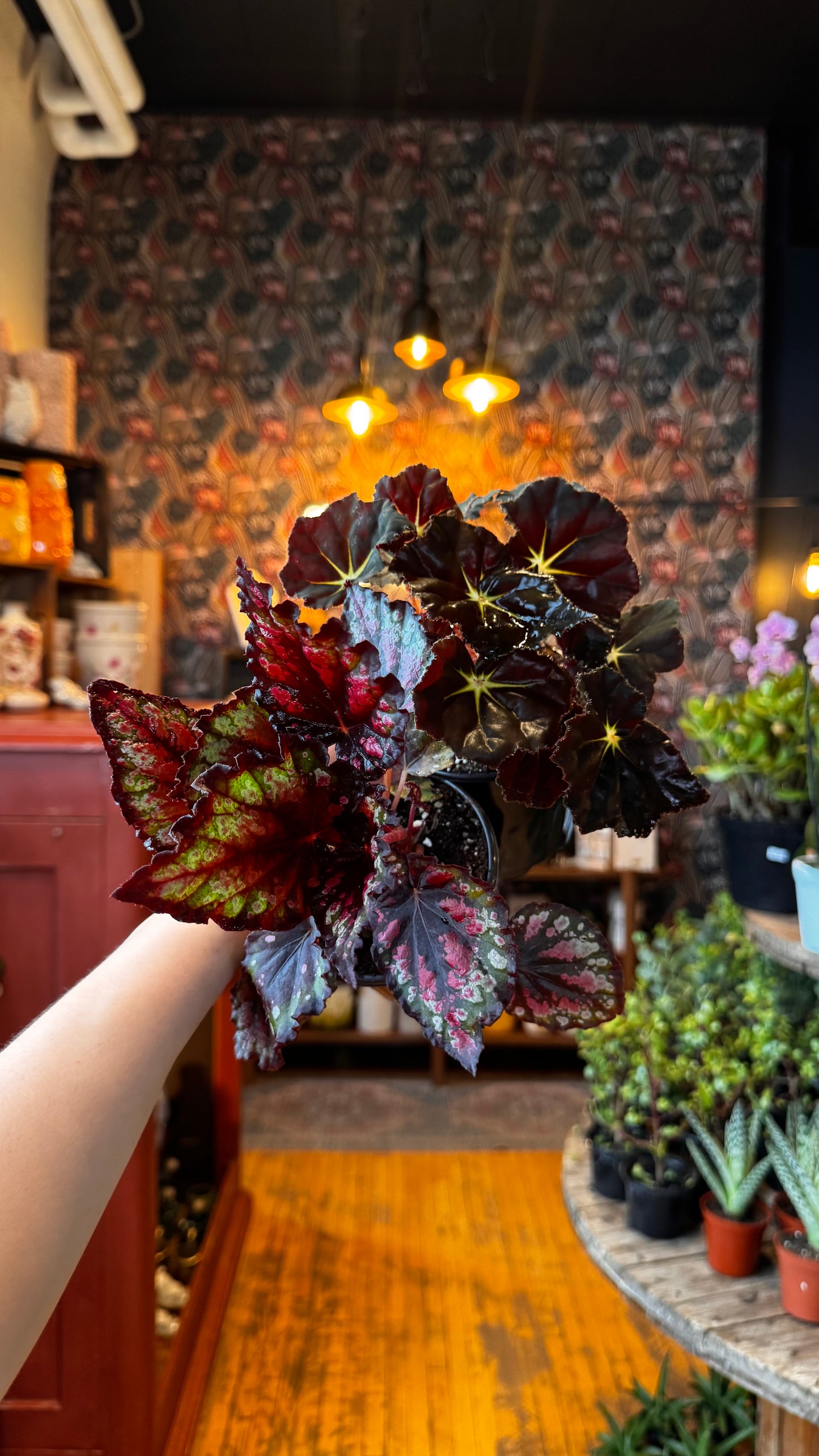 4” Begonia Rex