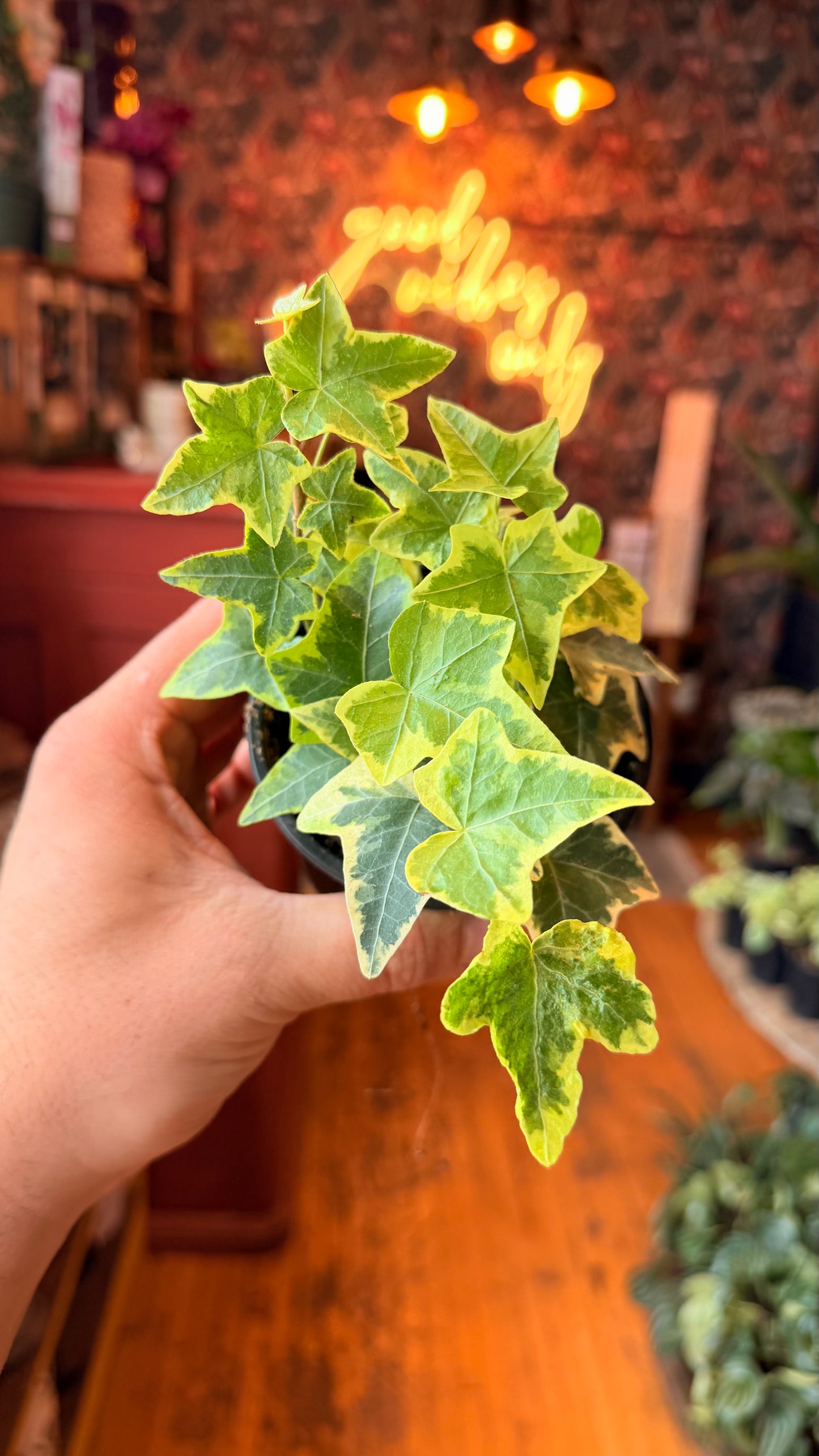 4” Yellow Variegated Ivy