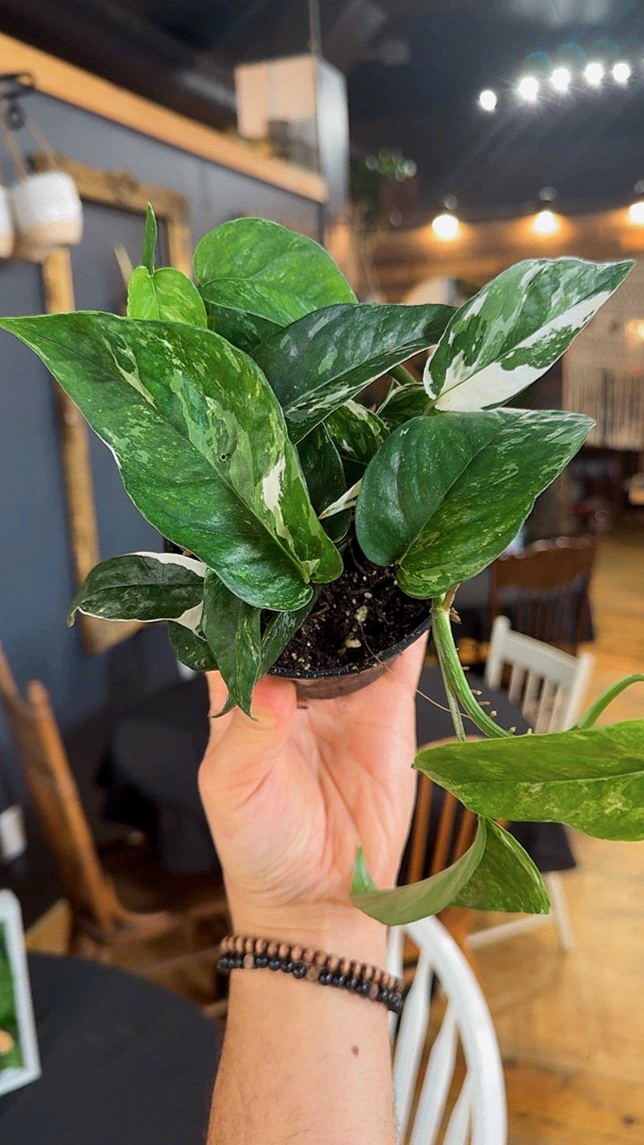 4” Epipremnum Pinnatum Albo Variegated