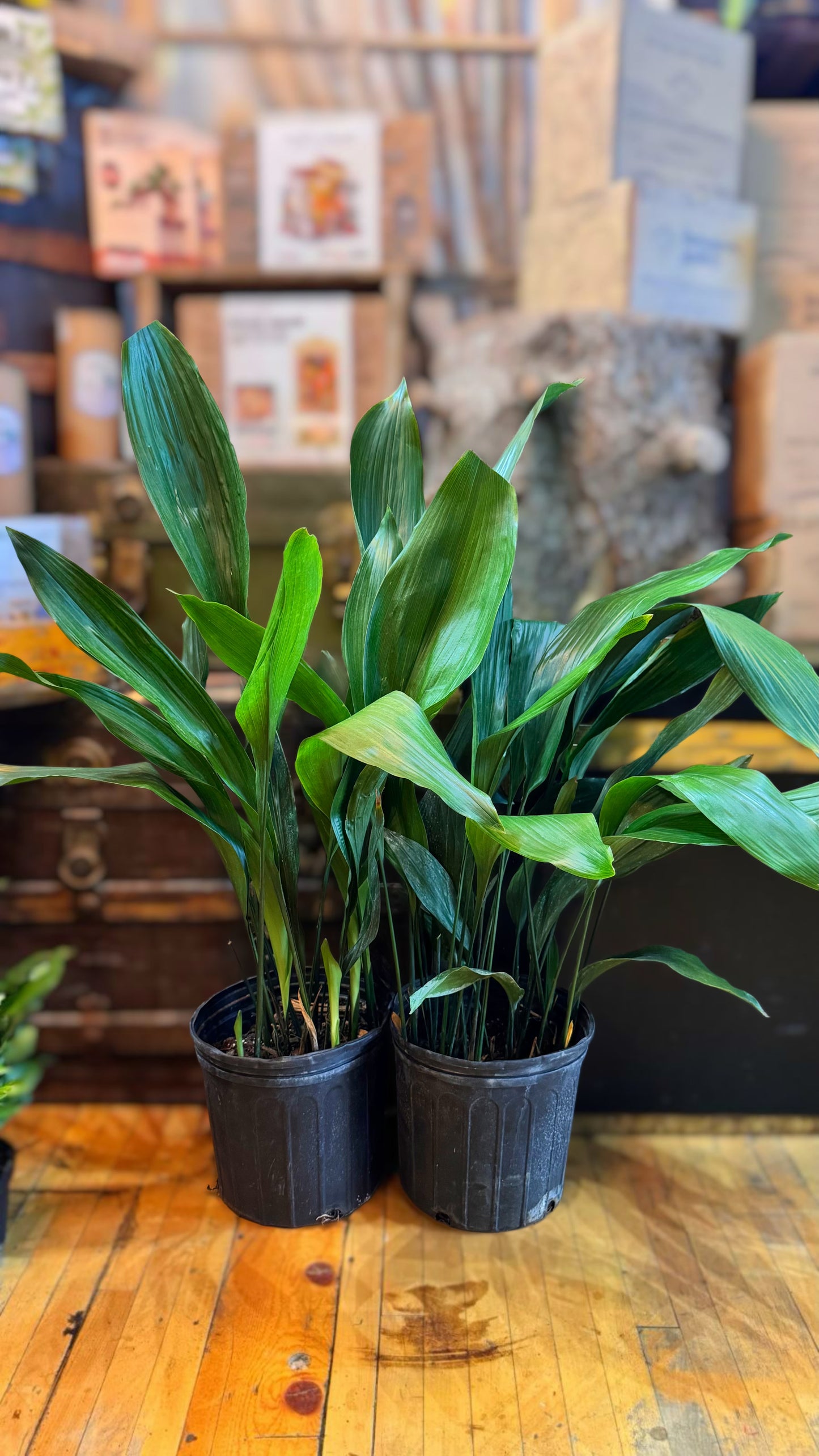 10” Cast Iron Plant