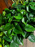 4” Cordatum Green Philodendron