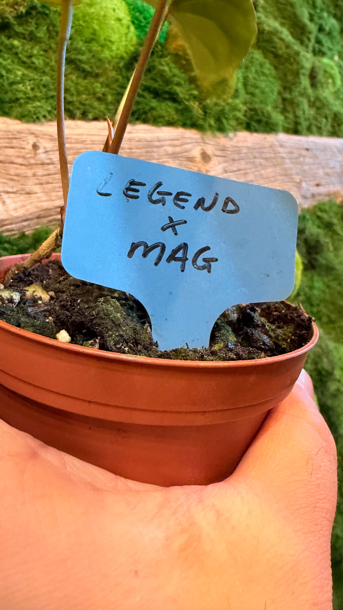 4” Anthruium Hybrid Legend X Magnificum