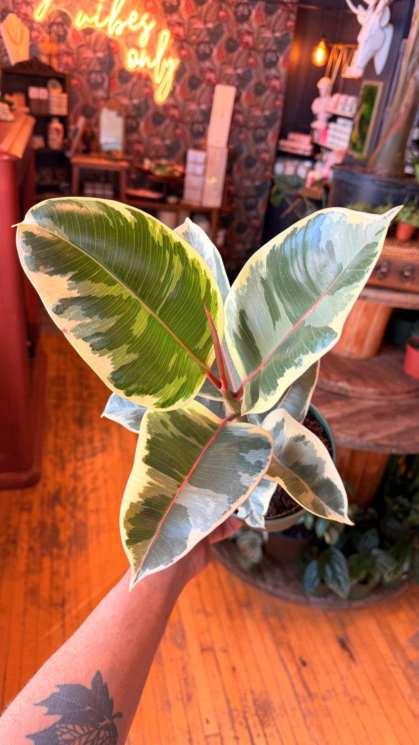 6” Tineke Rubber Plant
