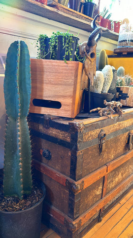 10” Mexican Fencepost Cactus