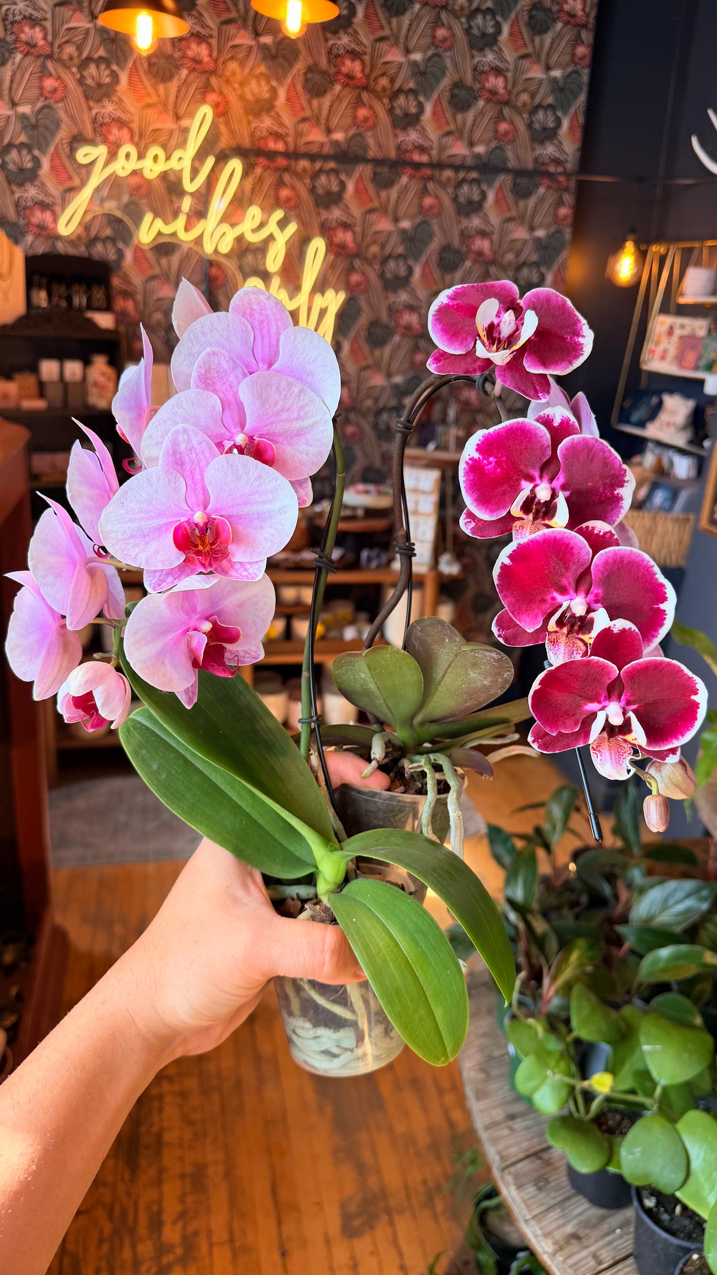 3.5” Little Swan Orchid