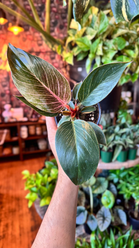 4” Pink Birkin Philodendron