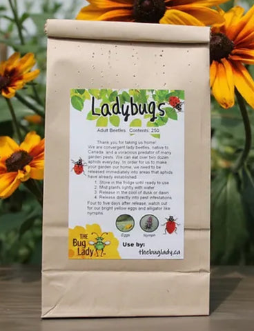 Live Ladybugs - 250 count