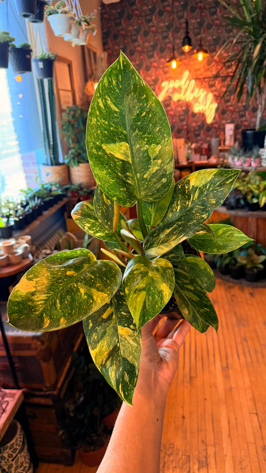 6” Green Congo ‘Nuclear’ Variegated Philodendron