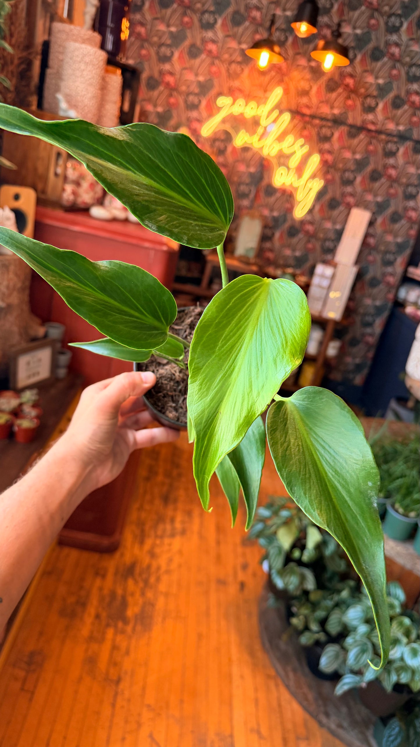 6” Burle Marx Flame Monstera